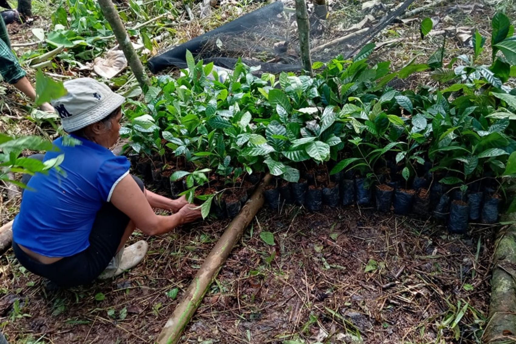 A member of the local Tribes and Nature Defenders planting a tree in the Philippines