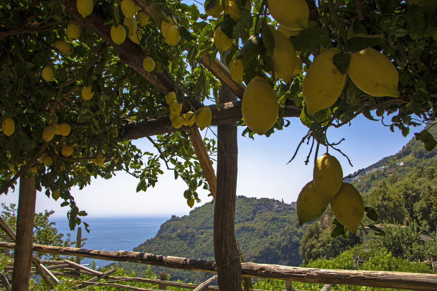 Lemons growing on the Sentiero dei Limoni on the Amalfi Coast-lauradibiase