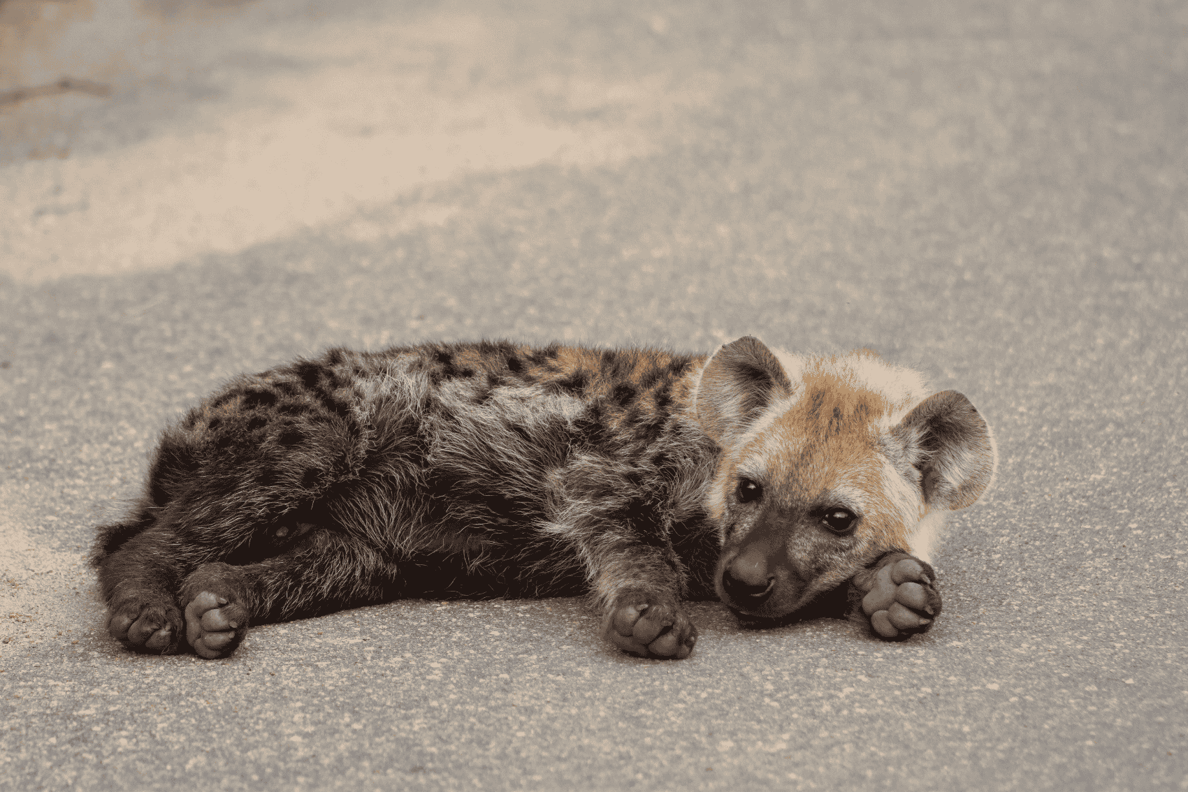A baby spotted hyena in Kruger National Park