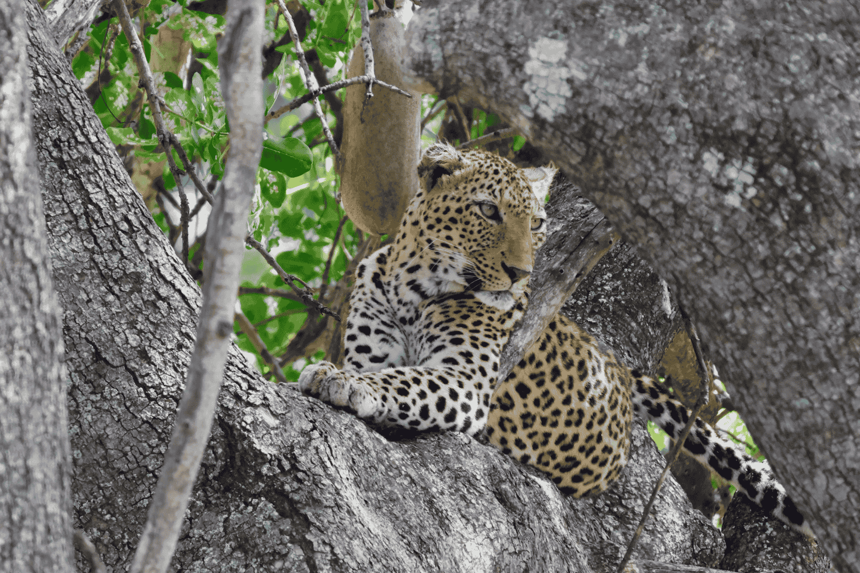 A leopard in a tree in Kruger National Park