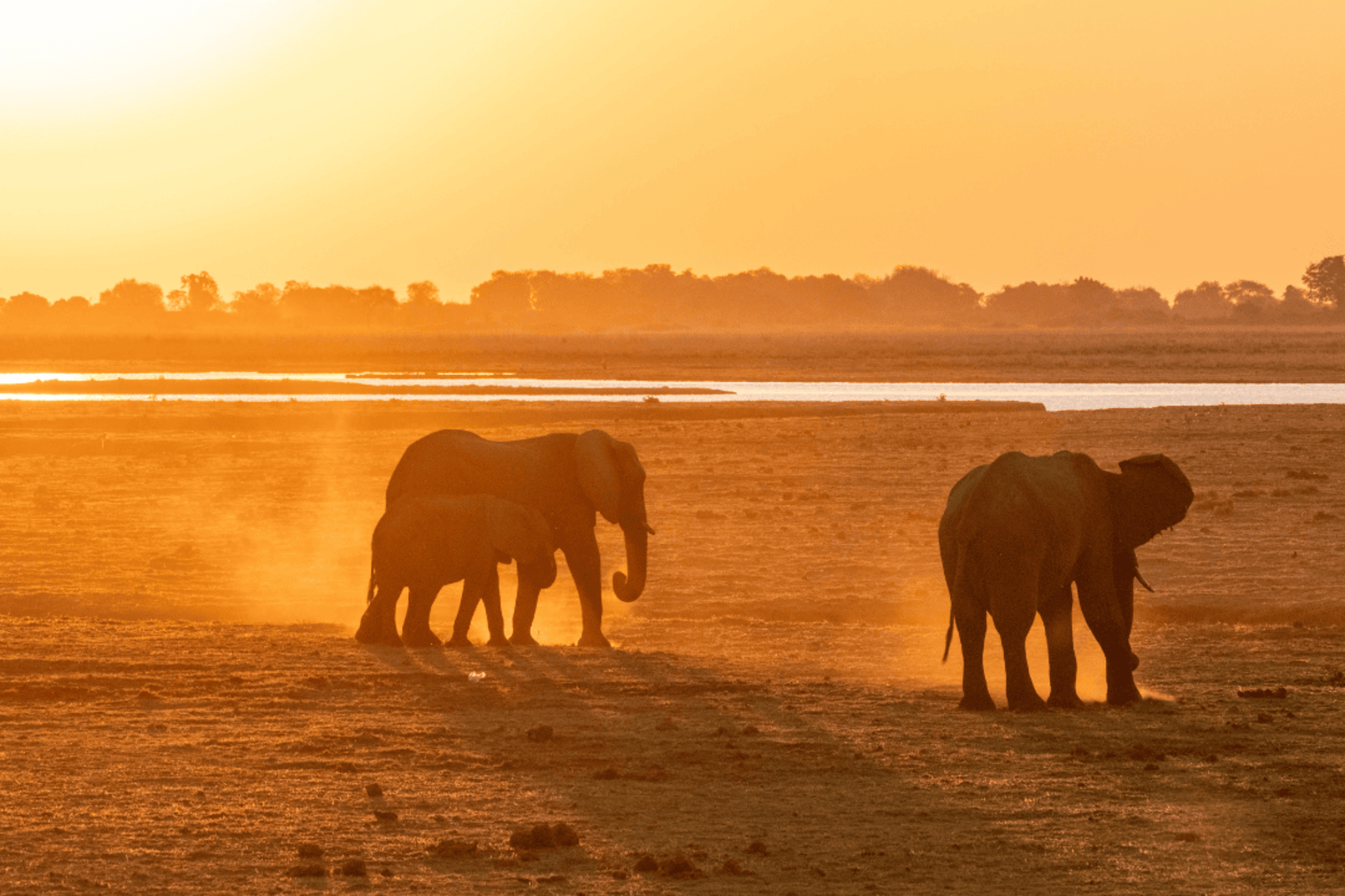 Two elephants at sunset in Southern Africa