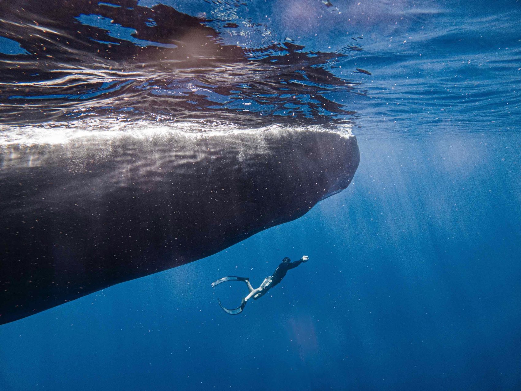 A woman swimming with a mighty sperm whale in the Caribbean Sea off Dominica