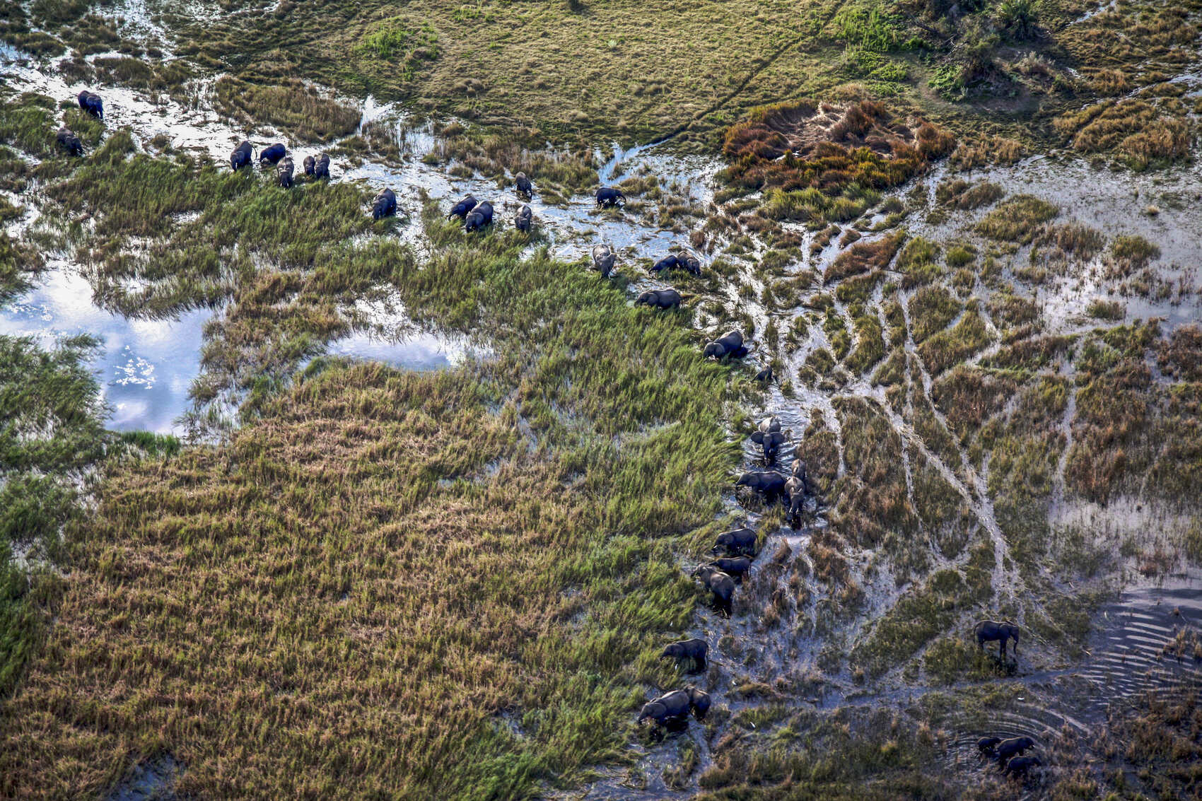 An aerial view of a group of elephants walking through the Okavango Delta