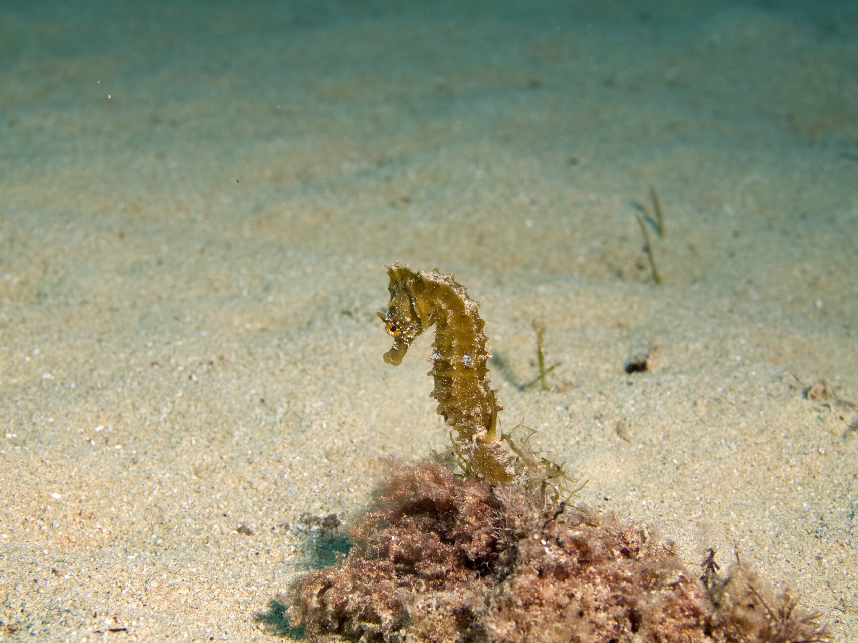 Un caballito de mar flotando sobre el fondo marino - crédito semet