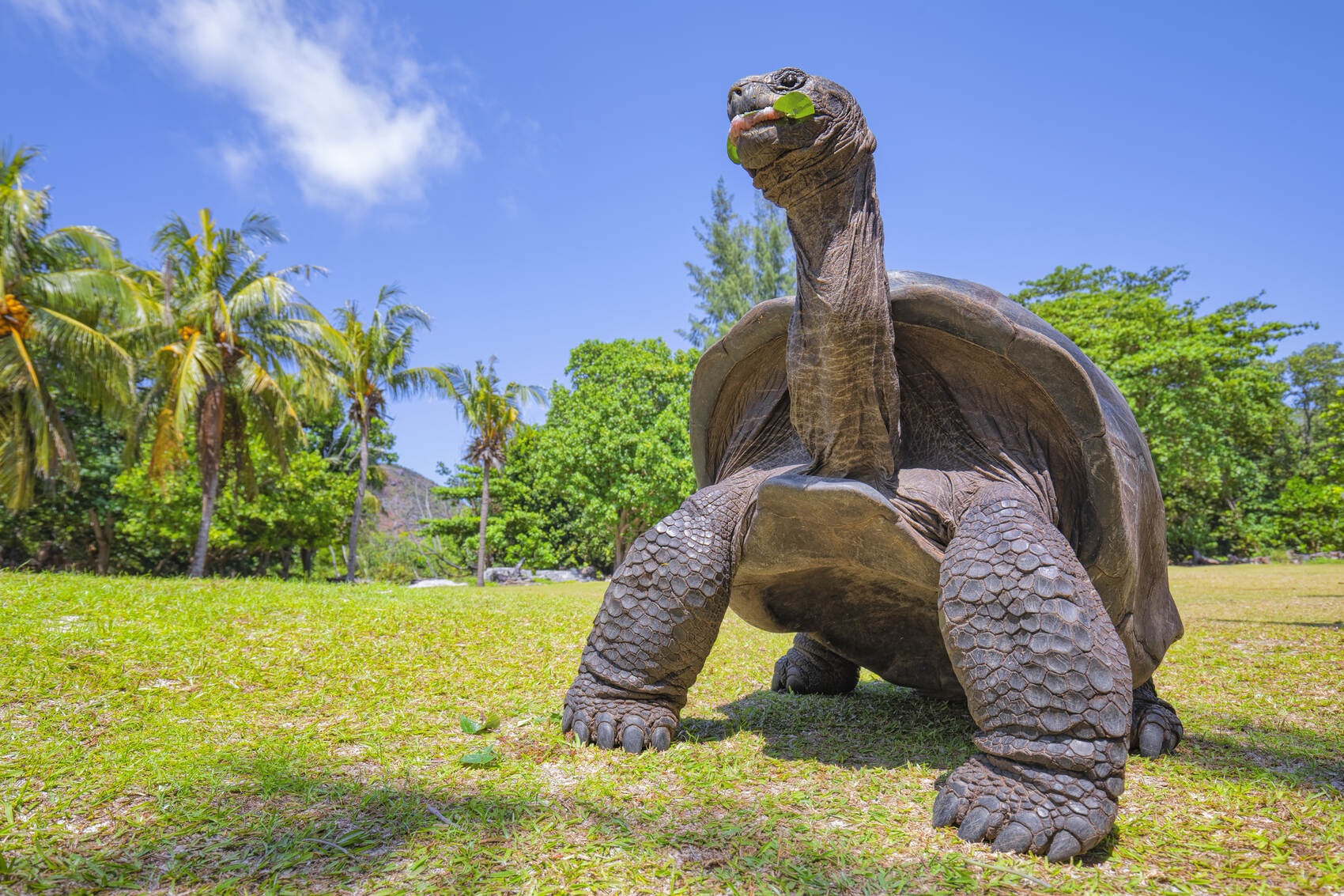 A giant Aldabra tortoise in Curieuse Island in The Seychelles — cinoby