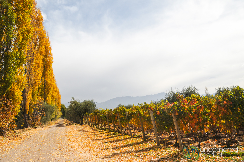 Autumn colours in the vineyards of Lujan de Cuyo.