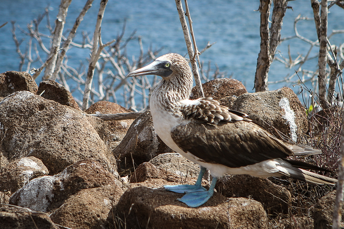 Come to Seymour Island to find this iconic creature.