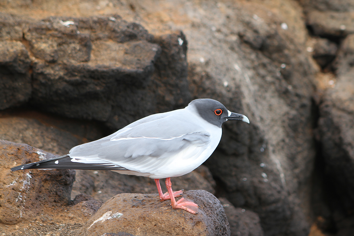 Happening upon an inquisitive swallow-tailed gull.