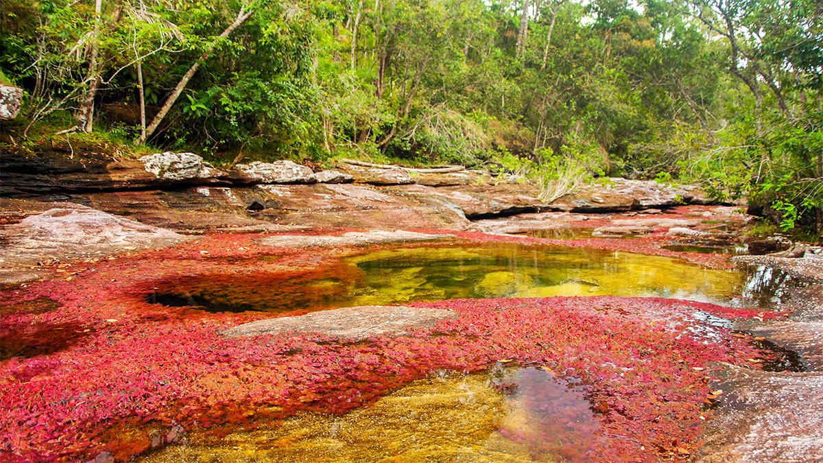 Caño Cristales—known as the 'liquid rainbow.'