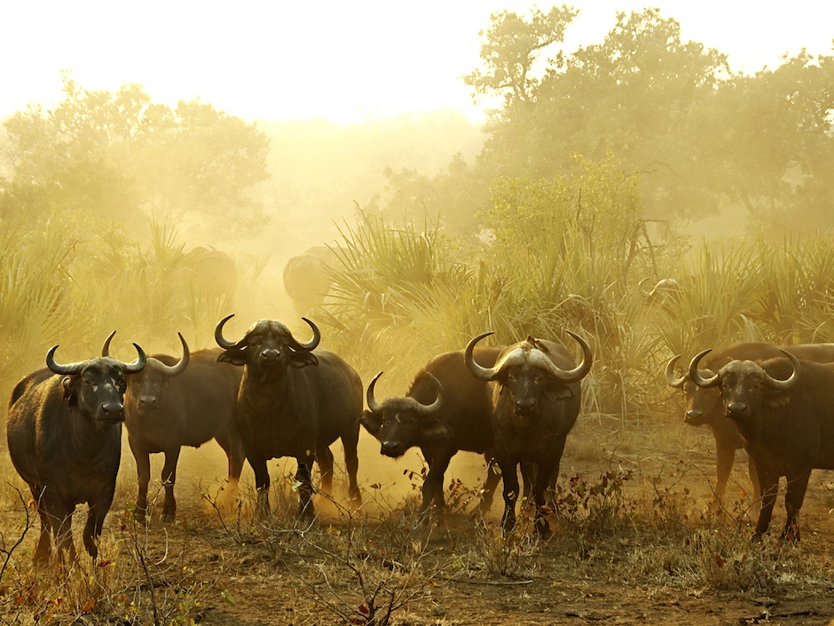 The Big 5 Animals Of Africa G Adventures The Big 5 Animals Of Africa G Adventures