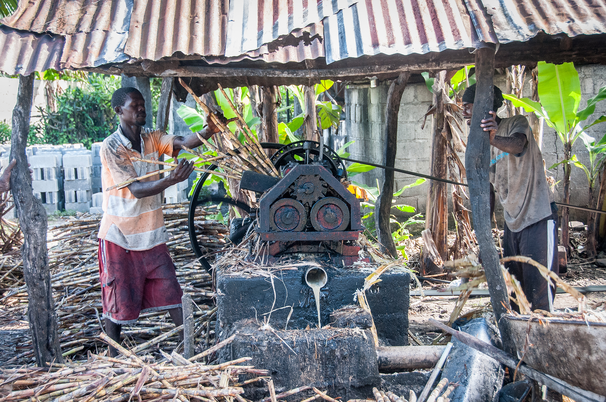 The French developed the sugar cane plantations in the 18th century.