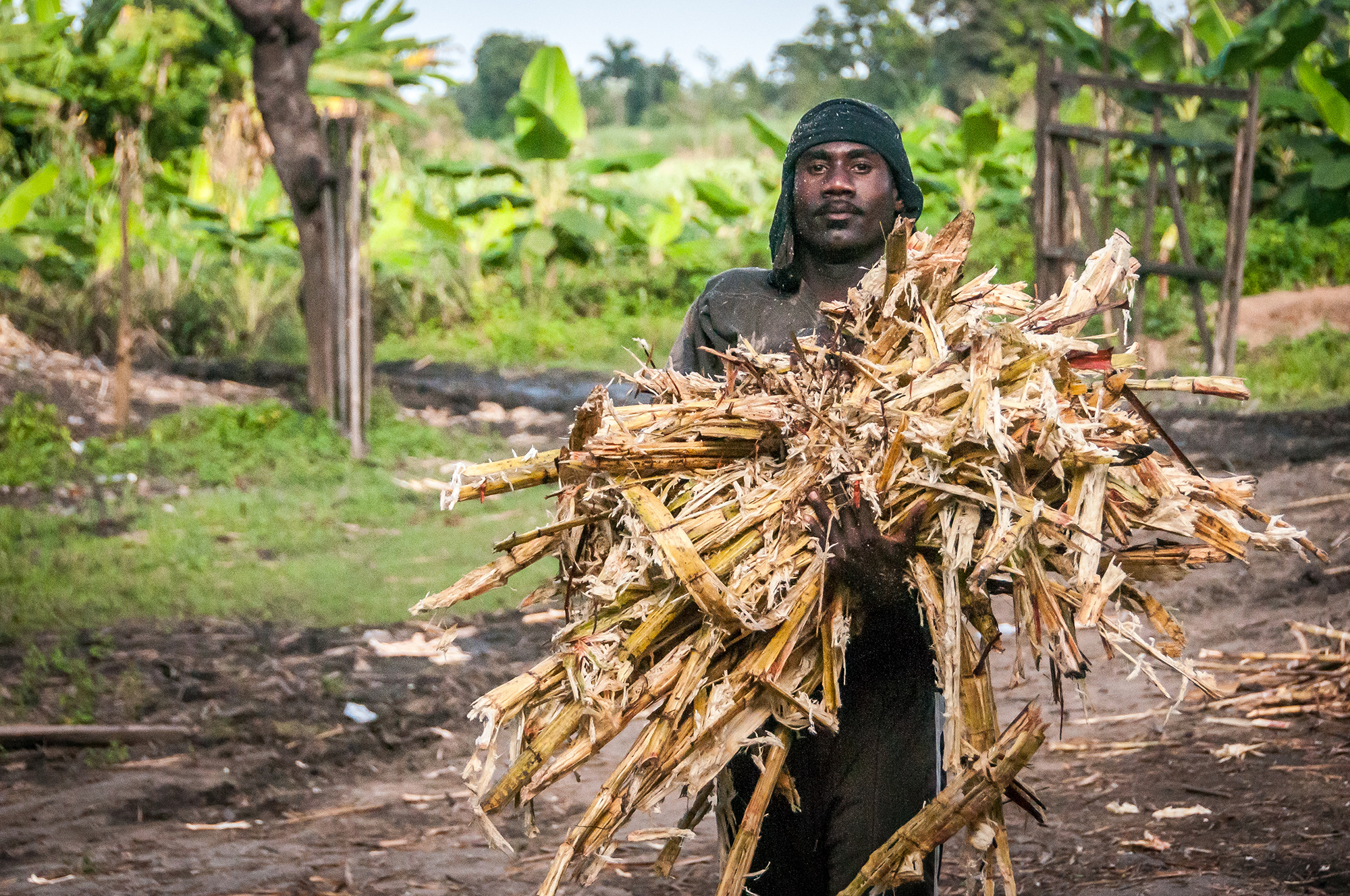 Today sugar cane is a main product of local agricultural.