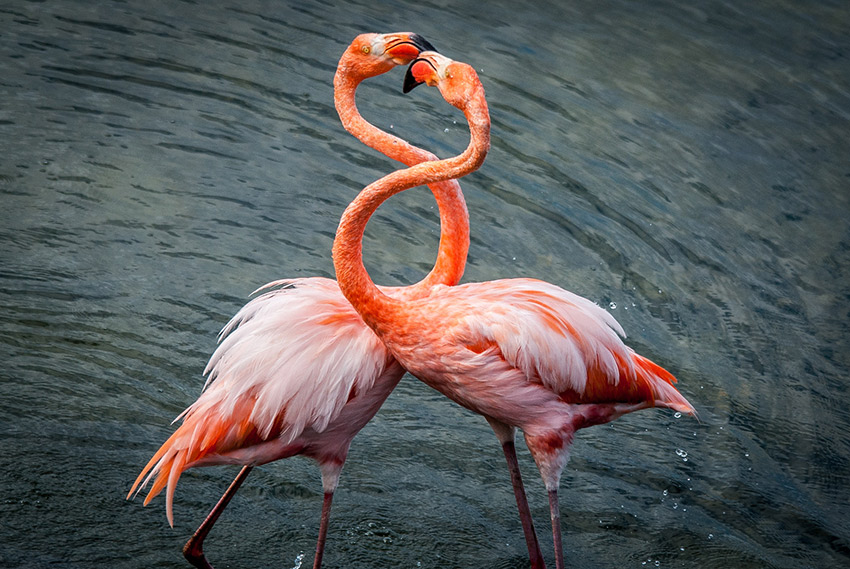 Waiting for these two flamingos to interact with each other was completely worth it.