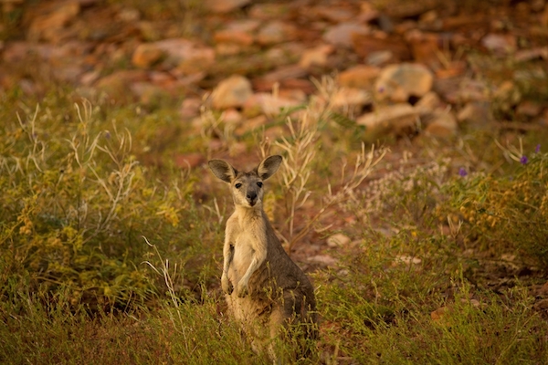 Early morning and late in the day are the best times to spot wallabies, kangaroos and wallaroos in the bush. 