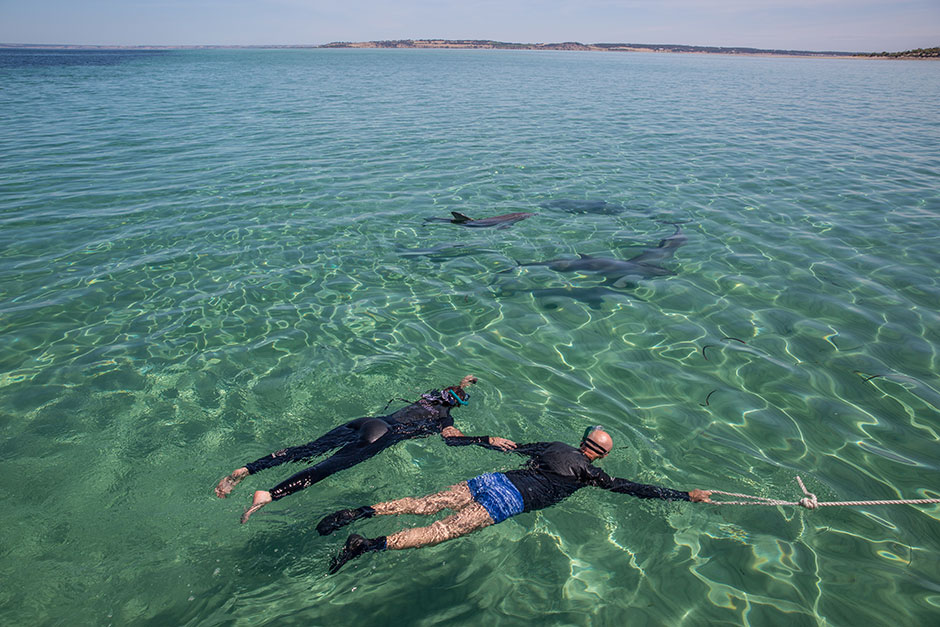 Kangaroo Island Day Tours From Kingscote Kangaroo Island Day Tours From Kingscote