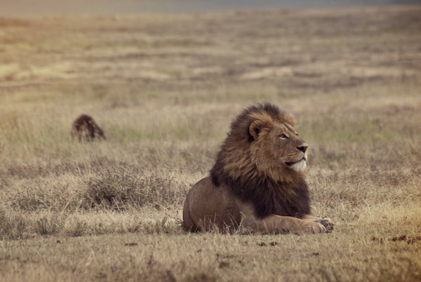 A lion sits in the Ngorongoro Crater in Tanzania.