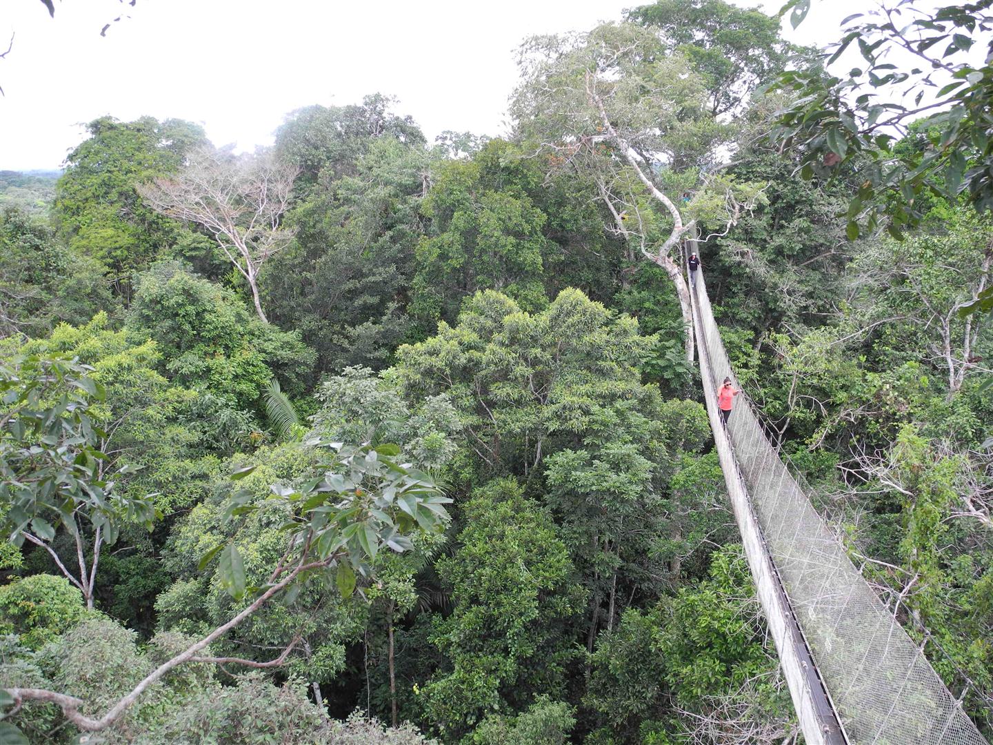 Walking Above the Amazonian Jungle in Peru G Adventures