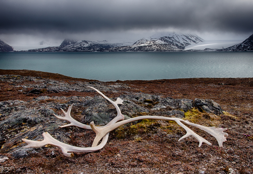 Reindeer antlers, St. Jonsfjord, Gjertsenodden, Svalbard.