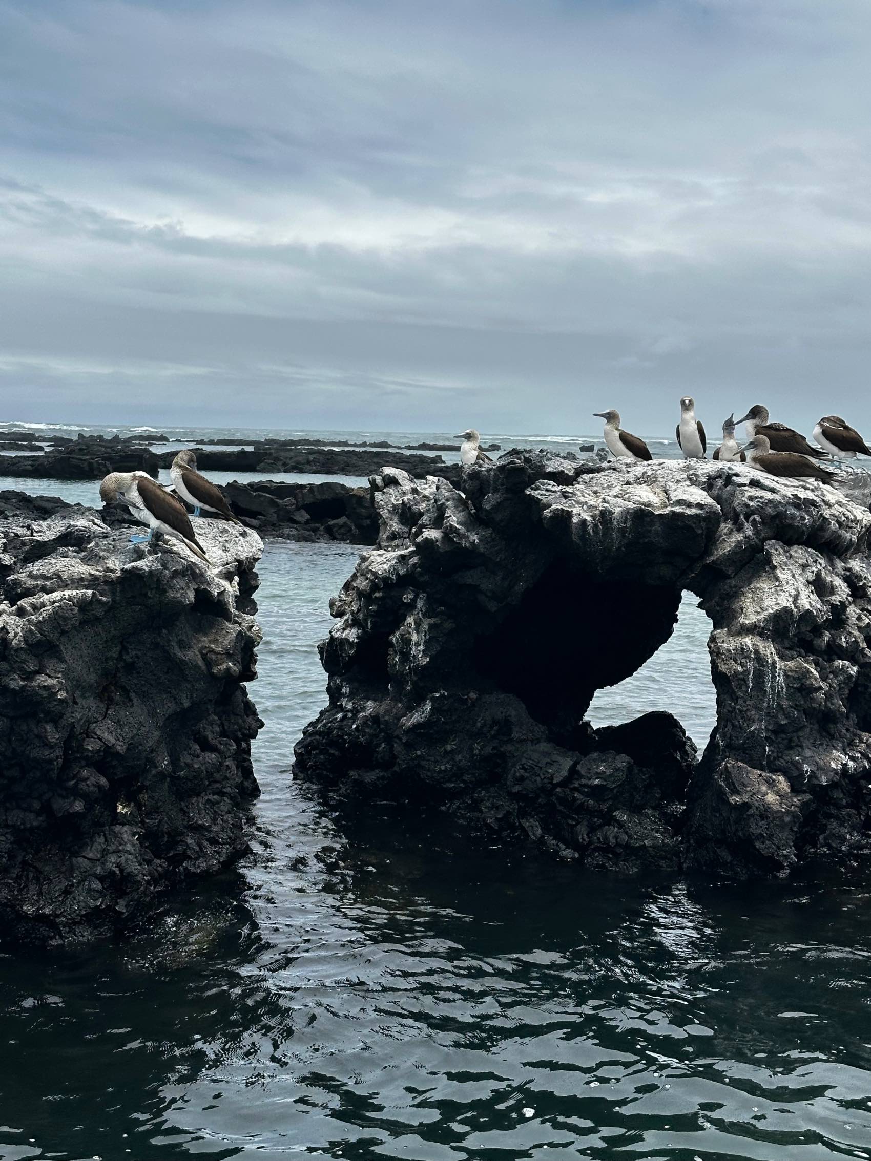 Blue footed boobies in the Gal&aacute;pagos Islands