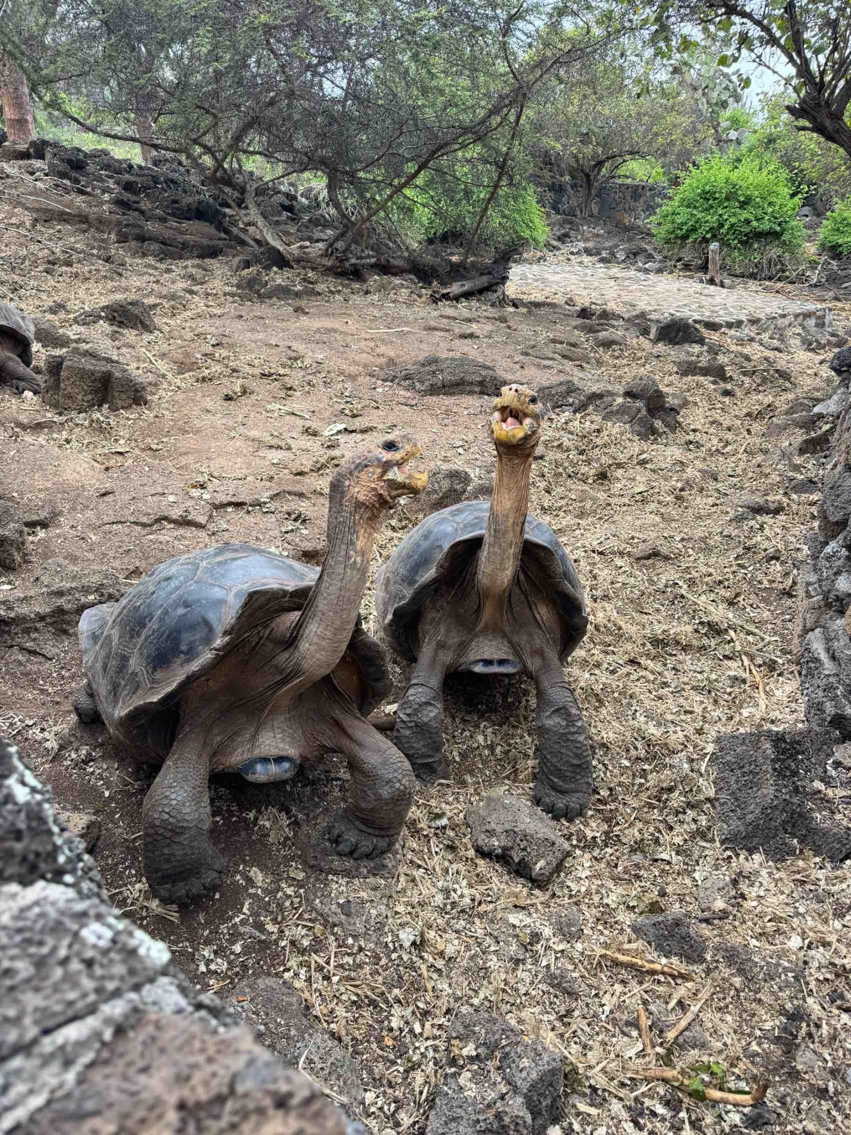 Two Giant Gal&aacute;pagos tortoises posing for a photo