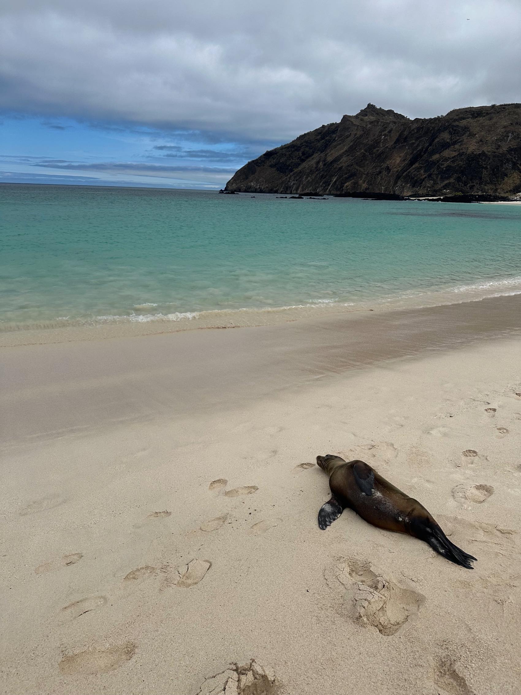 Sealion in the Gal&aacute;pagos Islands