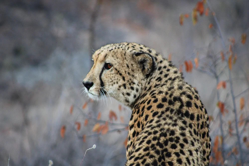 A majestic cheetah in South Africa