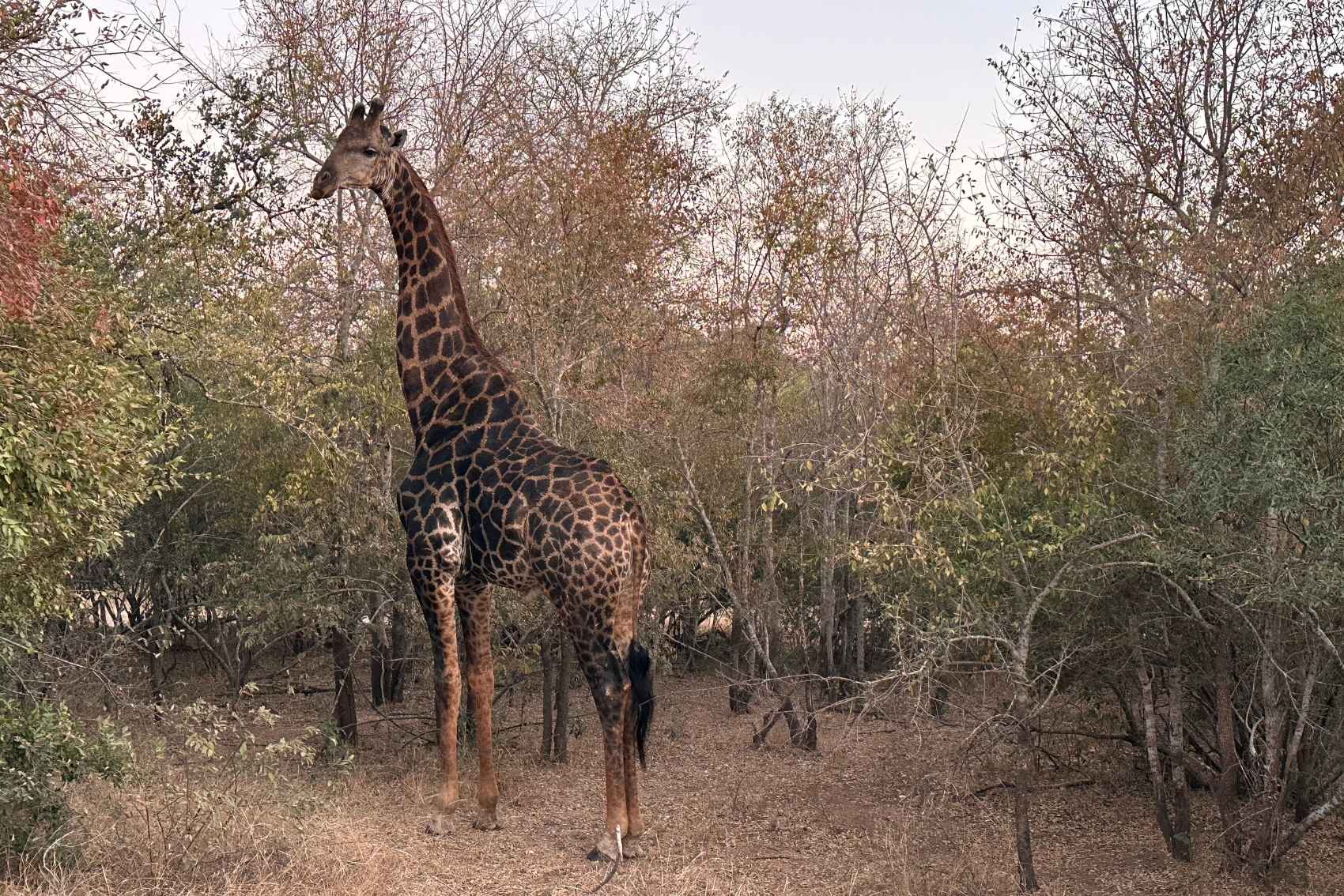 A giraffe standing by the undergrowth in Kruger National Park