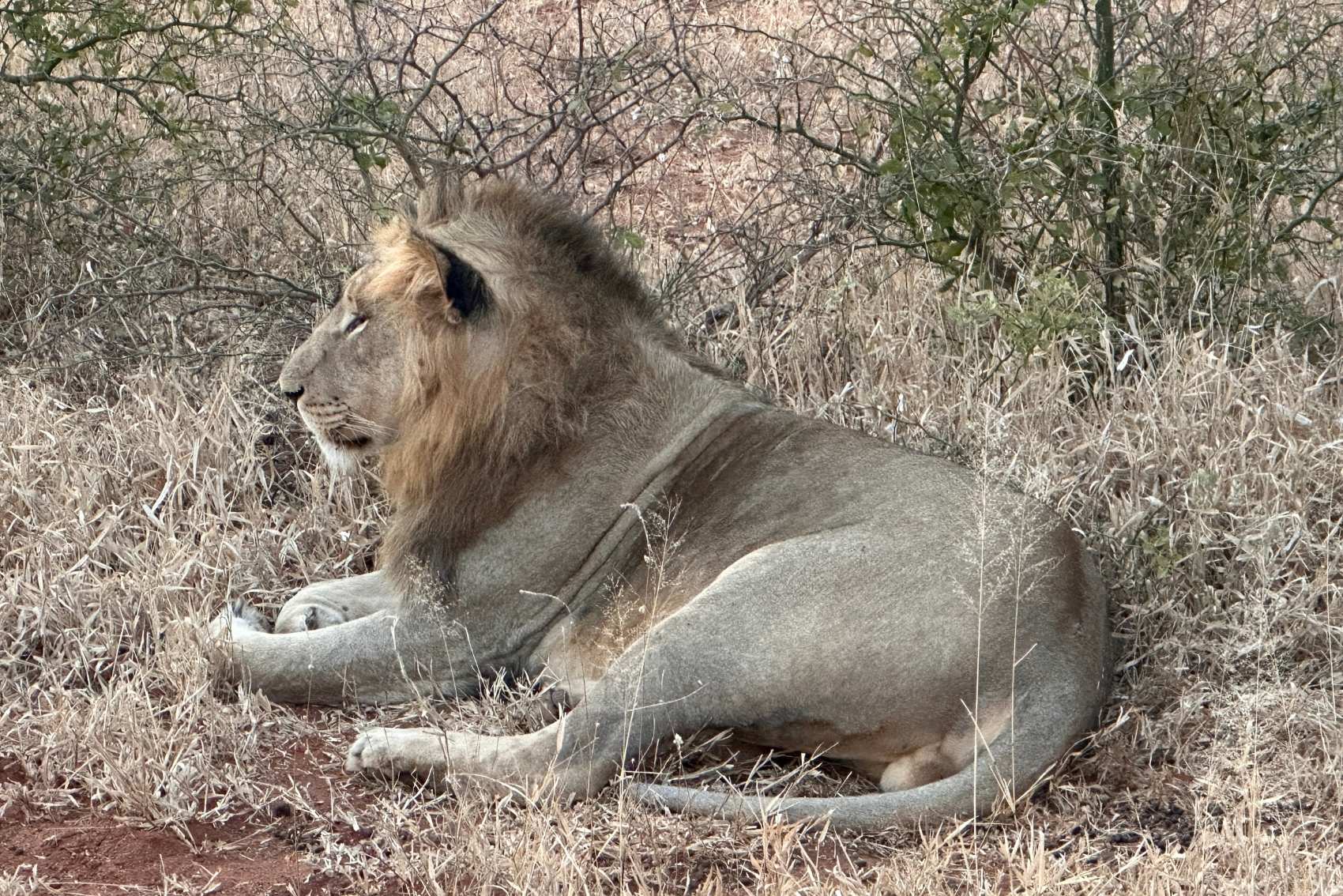 A lion in Kruger National Park in South Africa