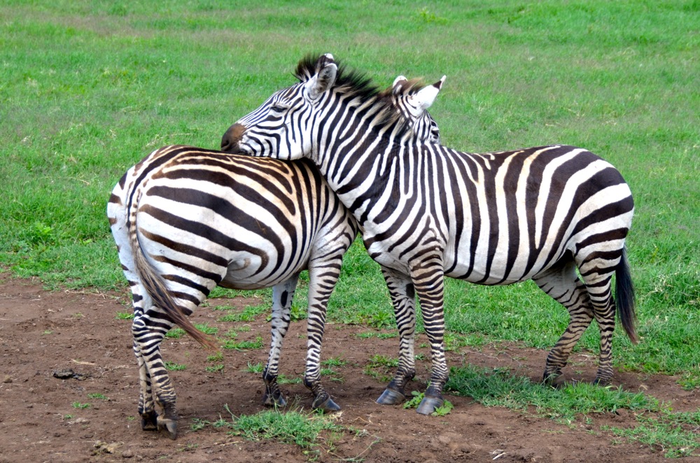 Zebras having a rest in an ingenious way! Photo courtesy Keith Hajovsky.