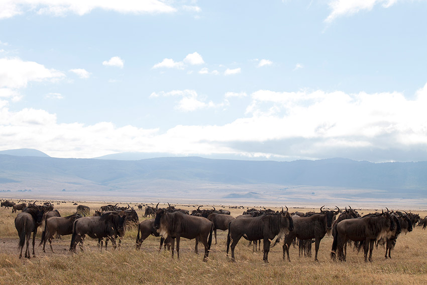 Wildebeest migrate through the Serengeti each year.